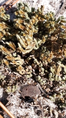 Selaginella acanthonota