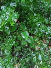 Symphoricarpos albus