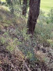 Senecio picridioides