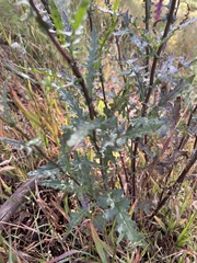 Senecio picridioides