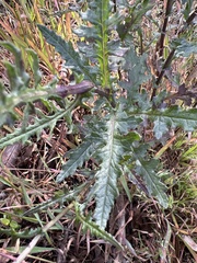 Senecio picridioides