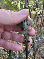 Senecio picridioides