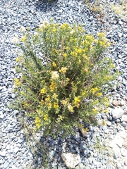 Isocoma hartwegii