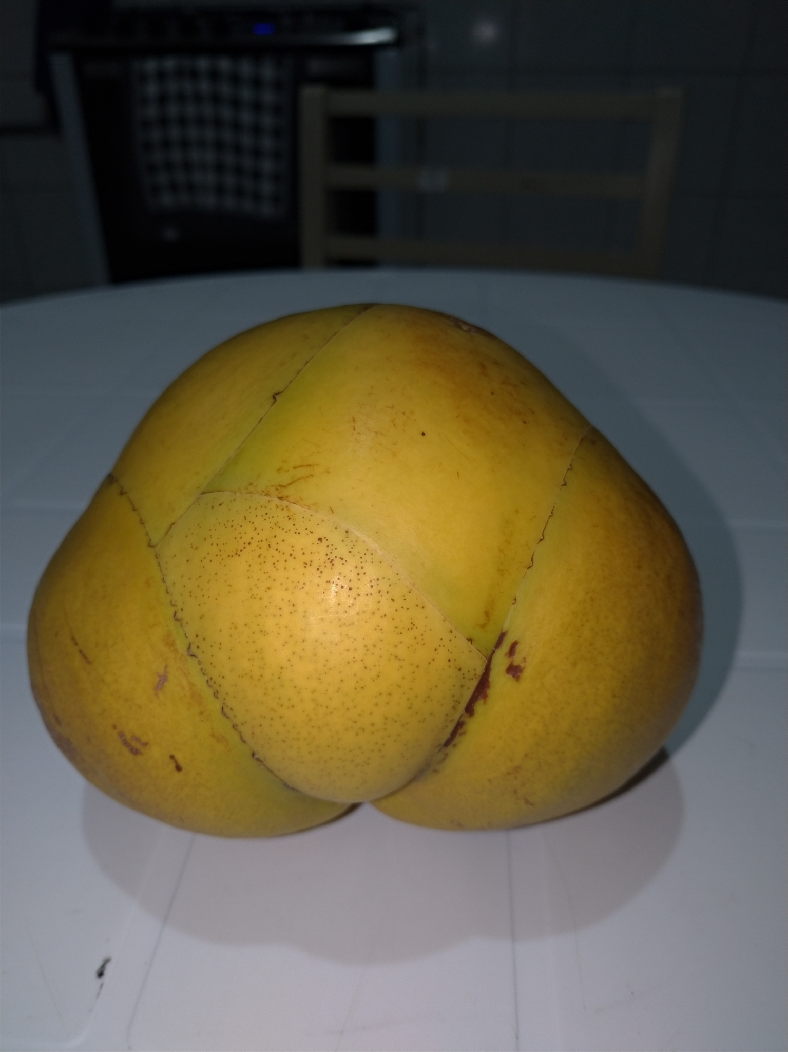 Dillenia indica