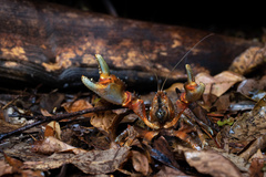 Euastacus urospinosus