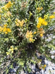 Isocoma hartwegii