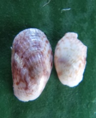 Musculus alganus