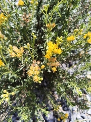 Isocoma hartwegii