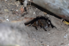 Grammostola pulchripes