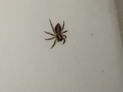 Asaphobelis physonychus