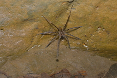 Dolomedes neocaledonicus
