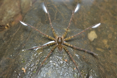 Dolomedes neocaledonicus