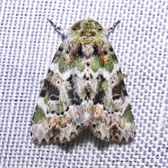 Chytonix