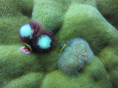 Spirobranchus corniculatus