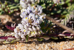 Polygala cyparissias