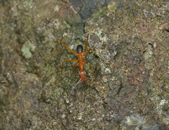 Leptomyrmex pallens