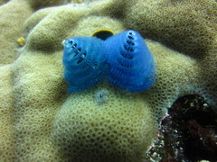 Spirobranchus corniculatus