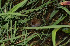 Physalaemus albonotatus