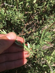 Eriogonum fasciculatum polifolium