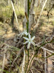 Caesia parviflora parviflora