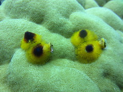 Spirobranchus corniculatus