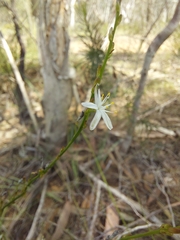 Caesia parviflora parviflora