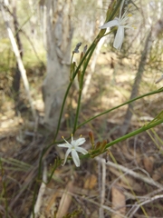 Caesia parviflora parviflora