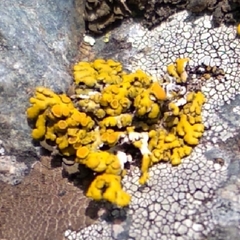Placomaronea