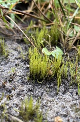 Dicranella staphylina