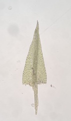 Dicranella staphylina