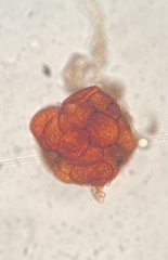 Dicranella staphylina