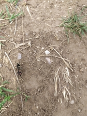 Traumatomutilla grossa