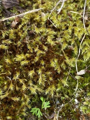 Campylophyllopsis calcarea