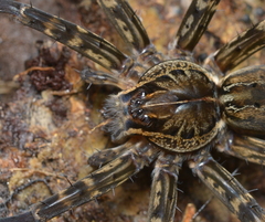 Dolomedes neocaledonicus