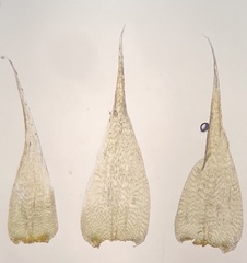 Campylophyllopsis calcarea