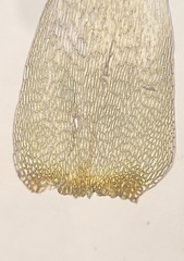 Campylophyllopsis calcarea