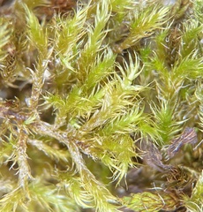Campylophyllopsis calcarea