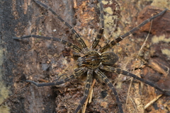 Dolomedes neocaledonicus