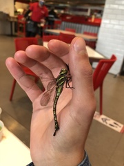 Rhionaeschna psilus