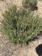 Eriogonum fasciculatum polifolium