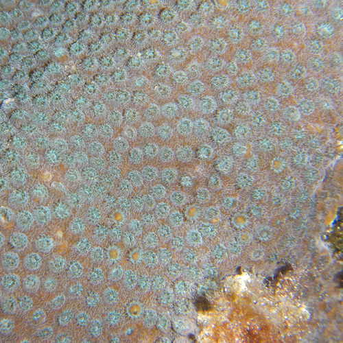 Cyphastrea serailia image