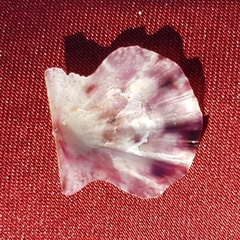 Flexopecten flexuosus