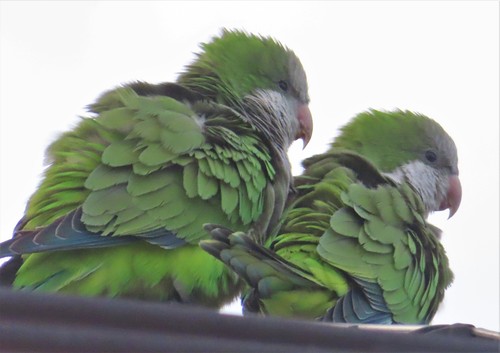 Conure veuve
