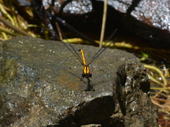 Eoargiolestes ochraceus