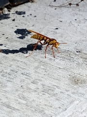 Polistes carnifex