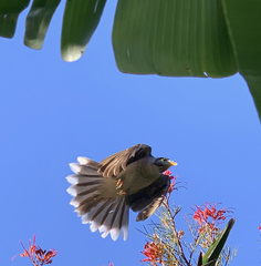 Manorina melanocephala