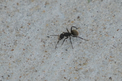 Camponotus mus