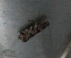 Parochmastis hilderi