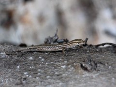 Cryptoblepharus eximius