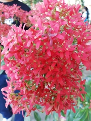 Centranthus